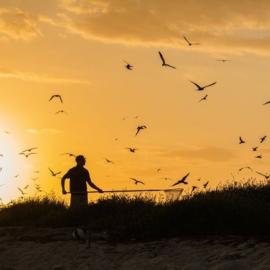 The Science of Sooty Tern Migrations